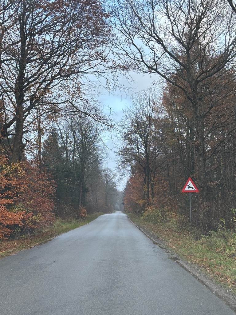 Vildt påkørsel i november måned